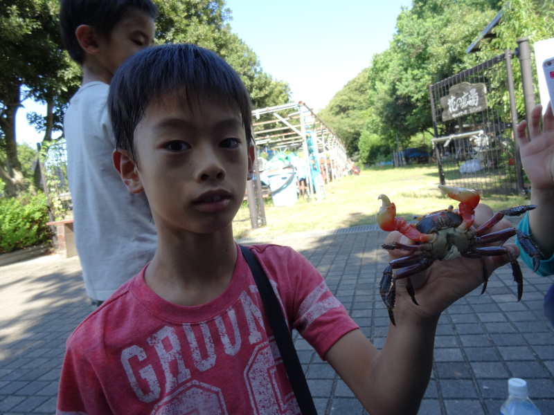 『カニカニウォッチング』 in 「第2回せんなん里海さくらフェス」 by (TATE-misaki)_c0108460_23582844.jpg