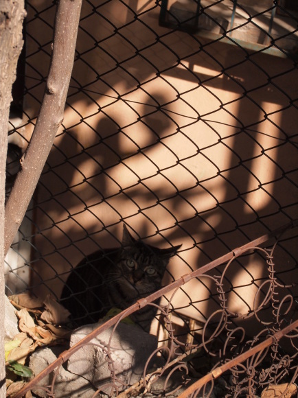 アジア側　カドゥキョイは猫の町_e0255060_03253224.jpg