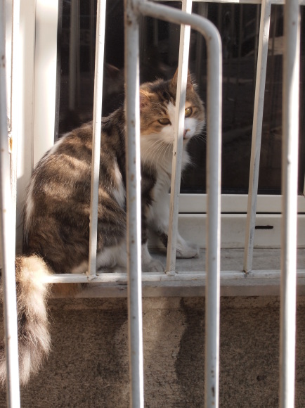 アジア側　カドゥキョイは猫の町_e0255060_03253822.jpg