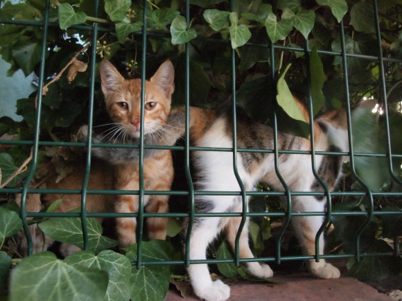 アジア側　カドゥキョイは猫の町_e0255060_03260303.jpg