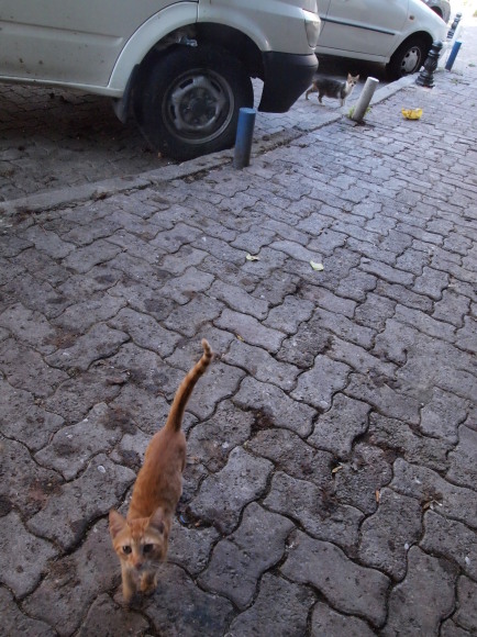 アジア側　カドゥキョイは猫の町_e0255060_03261065.jpg