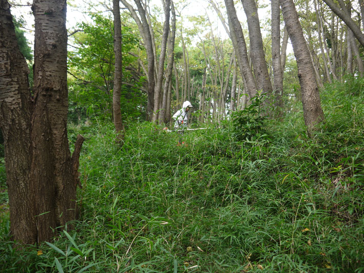 開放された園路沿いの枯れ木伐採：９・６六国見山臨時手入れ_c0014967_2039125.jpg