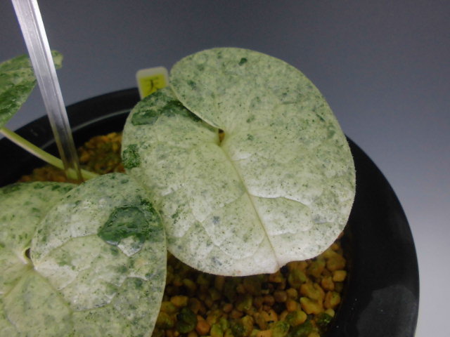 寒葵 天城錦 : DREAM GRASSES