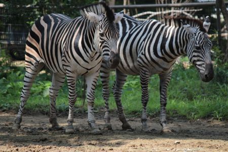 八木山動物公園☆_a0164972_20463177.jpg