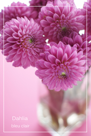 愛しのダリア 花の香りとともに 愛しのダリア 花の香りとともに