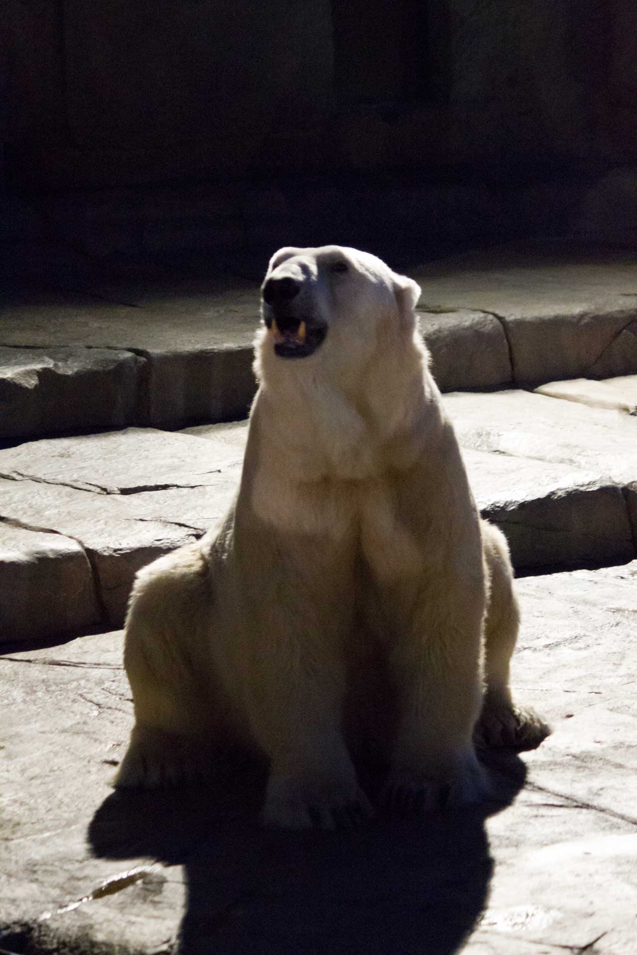 円山動物園 ホッキョクグマ記録121 デナリ_b0337677_08285956.jpg