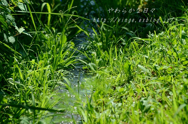 a0158478_1433110.jpg