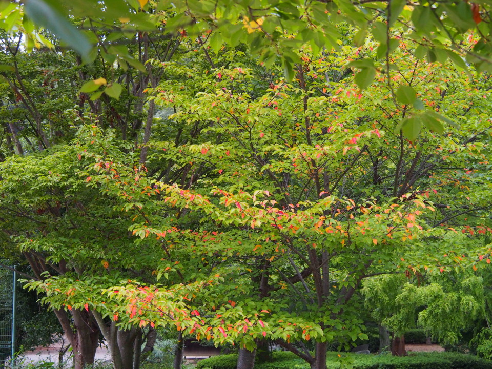 追記しました。ナンバンギセル満開!＠金が﨑公園/明石　2014/09/07（日）　快晴　キキョウ咲き誇る秋本番の播磨＠桶居山山麓　2014/09/02（火）快晴後晴　自転車･単独_c0134193_15443960.jpg