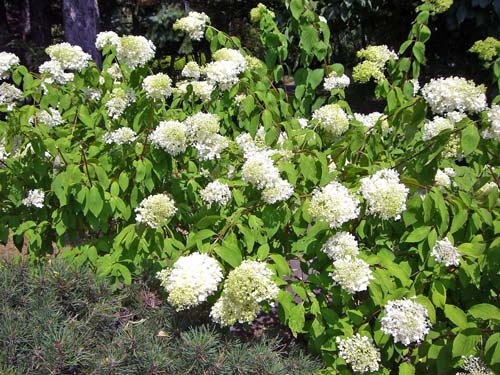 ミナヅキ 水無月 花折々