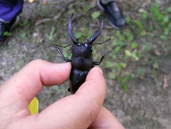 いざ！カブトムシ捕りに・・・_b0348195_85243.jpg