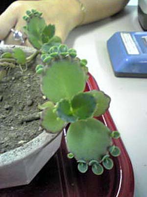b0348195_85430.jpg