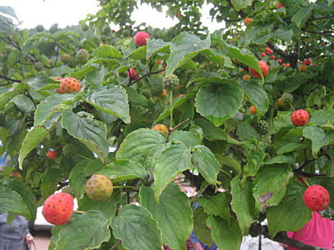 d0046702_15293736.jpg