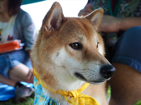 2014.9.7　ちばわん臨時いぬ親会　その１_e0242804_2205077.jpg