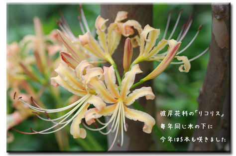 日々の事_c0051105_2323595.jpg