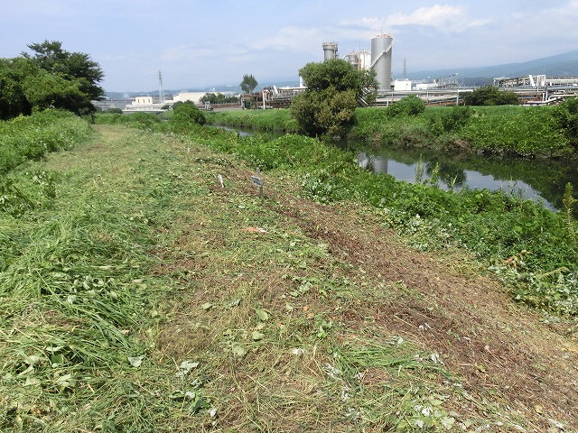 彼岸花が顔を出し始めています 酷暑の中の「滝川の土手普請」_f0141310_6551921.jpg