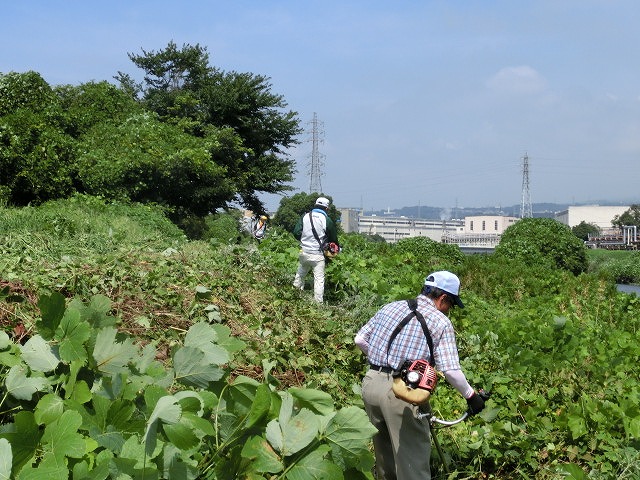 彼岸花が顔を出し始めています 酷暑の中の「滝川の土手普請」_f0141310_6561797.jpg