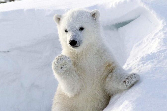 ホッキョクグマの生息数評価をめぐる 「主流派」 と 「反主流派」 の主張の対立　～　過去、現在、未来．．_a0151913_050533.jpg