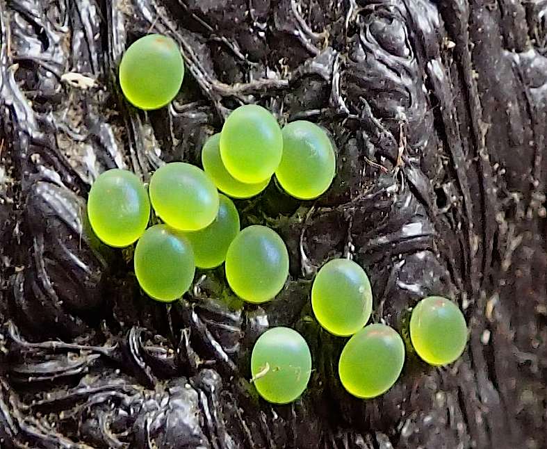 モモスズメの卵 ほか 14年9月9日 みき の虫撮り友人帖