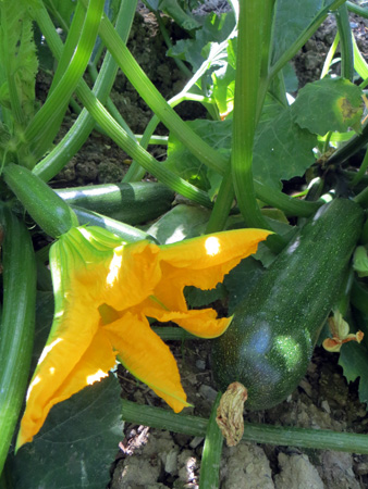 花咲く散らし寿司_f0234936_4163042.jpg