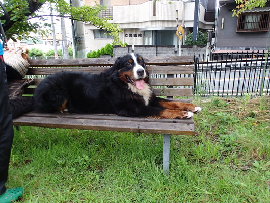 ご近所さん_f0128542_12591.jpg