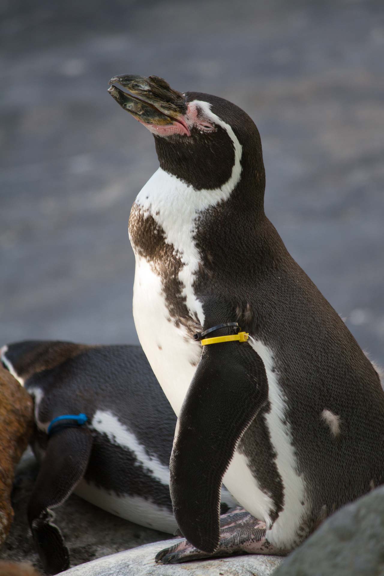 円山動物園 フンボルトペンギン その2_b0337677_17422282.jpg