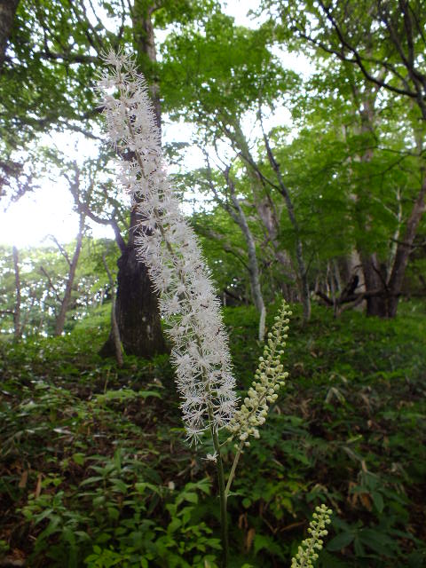 ９月５日　戦場ケ原の植物観察_e0145782_1552429.jpg