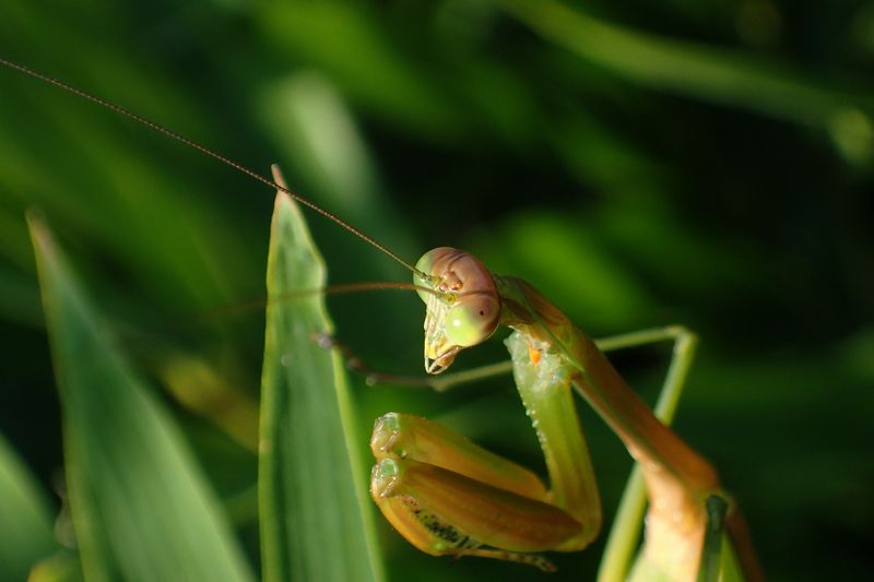 オオカマキリ♀成体_b0108186_151605.jpg