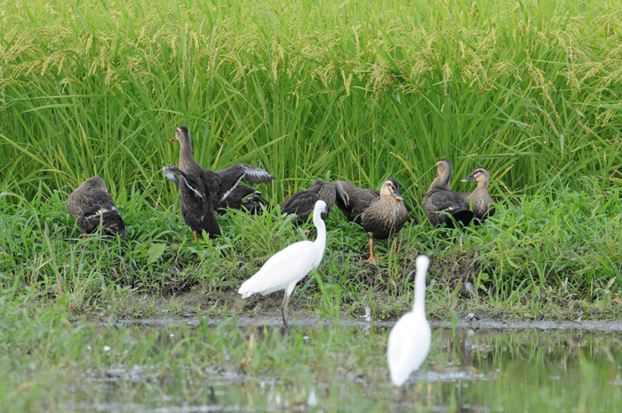 田んぼの鳥さん 軽鴨 胸黒 他 風のむろさん 自然の詩