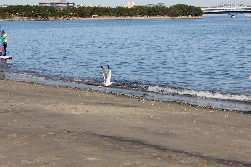 写真で綴る最近のできごと　5　【海の公園で貝拾い】_c0204298_10592616.jpg