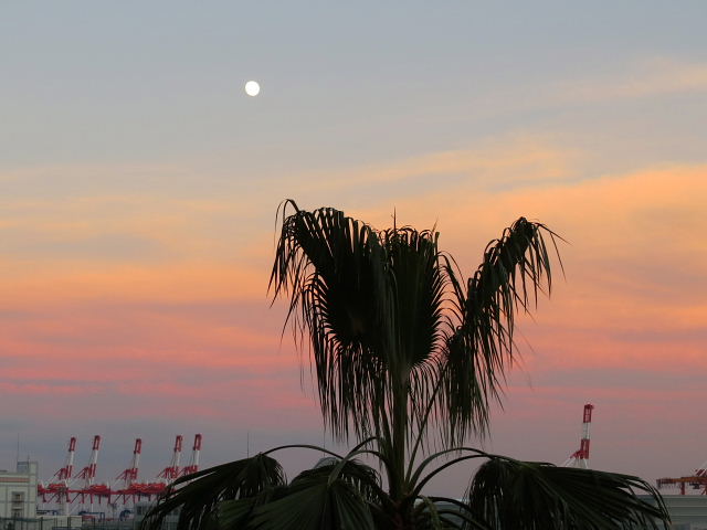 夕焼けと月・休日の芝生広場･ツルハナナス･カリブラコア・セイロンライティア・ナミアゲハとセセリチョウ_d0261298_1206.jpg