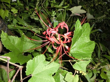 a0203003_2054278.jpg
