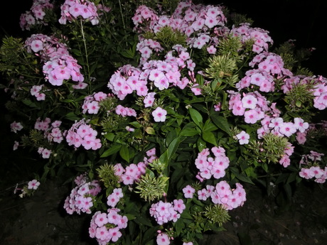 a0203003_206490.jpg
