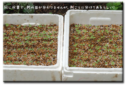 日々の事_c0051105_054566.jpg