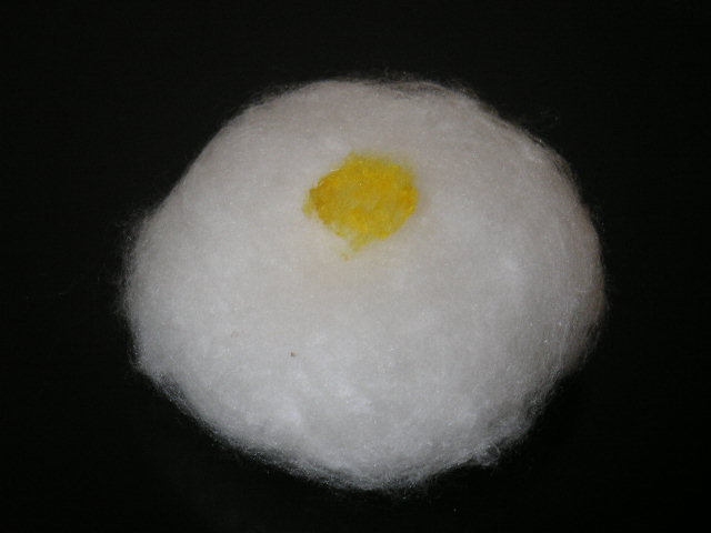 菊12 後の雛_a0056406_85545.jpg