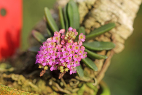 Schoenorchis fragrans_f0348111_21374441.jpg