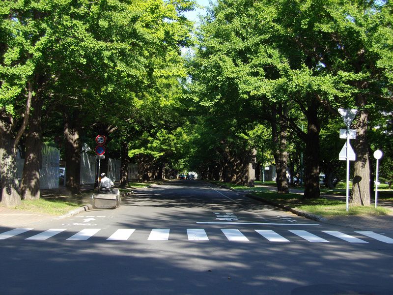 今日のイチョウ並木: 明日からは仙台_c0025115_1821212.jpg