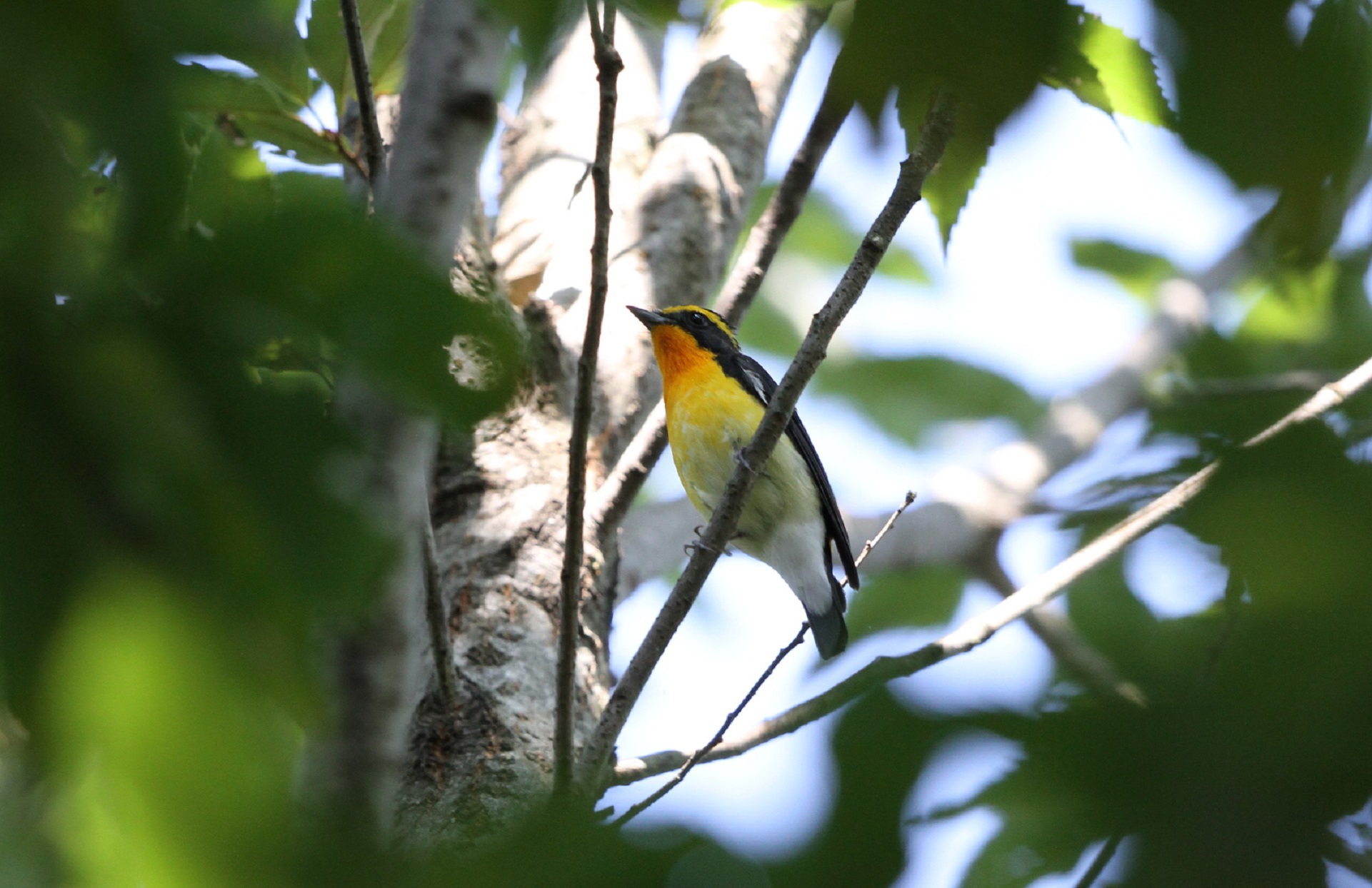 今日・MFの森で渡りの途中の立ち寄った（サンコウチョウ・キビタキ）_f0239515_2032051.jpg