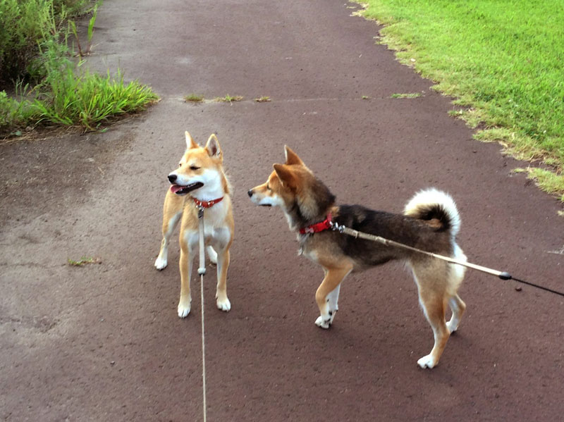 姉妹犬ショコラちゃんと一緒！_e0162117_18482991.jpg