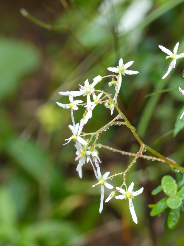 峠の茶屋～牛ヶ首～南月山の山野草     part②_a0288621_08214336.jpg