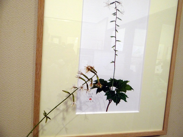 「野の花館」の紹介_d0037233_1544949.jpg