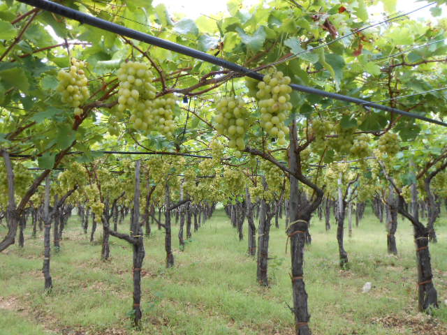 わが家のブドウが旬です 南イタリア日和 La Vita Eterna