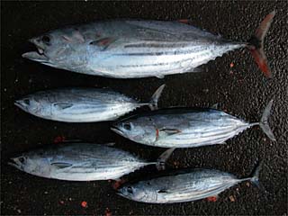 志摩 御座沖で カツオ400㎏!!【カジキ・マグロトローリング】_f0009039_16470206.jpg