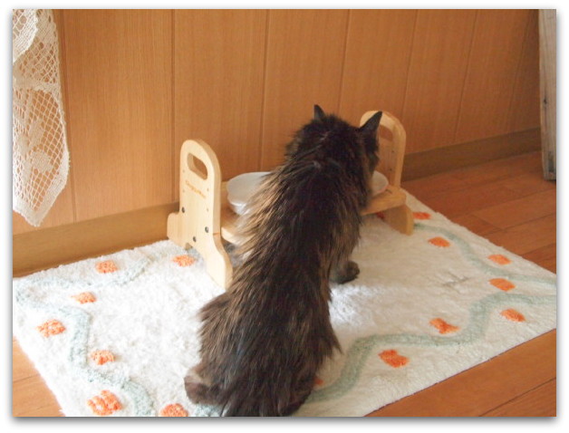 はんぞう の カワイイ舌打ち 高齢猫さんとの暮らし たびねこ はんぞう の カワイイ舌打ち 高齢猫さんとの暮らし たびねこ