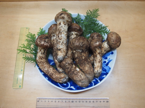 今、上高地「中の湯」で会議です_f0219043_06192684.jpg