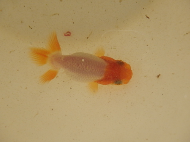 f0334143_91039.jpg