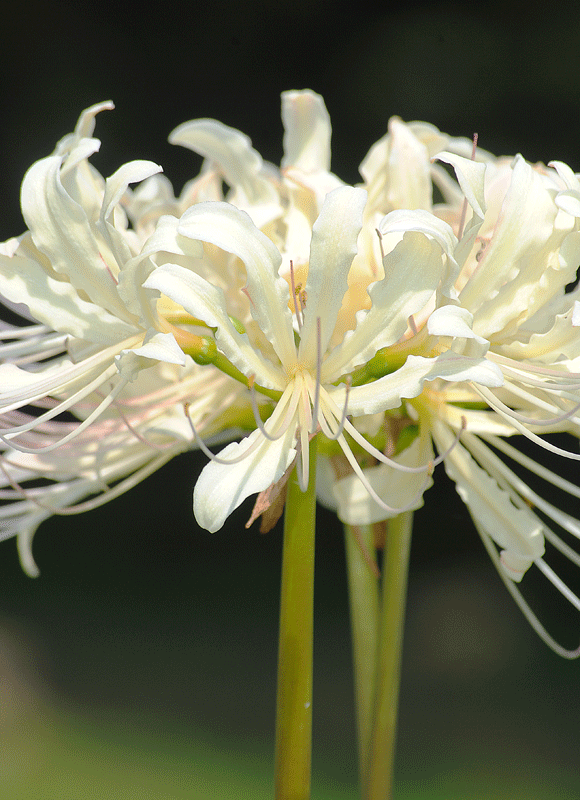 a0001354_23111788.gif
