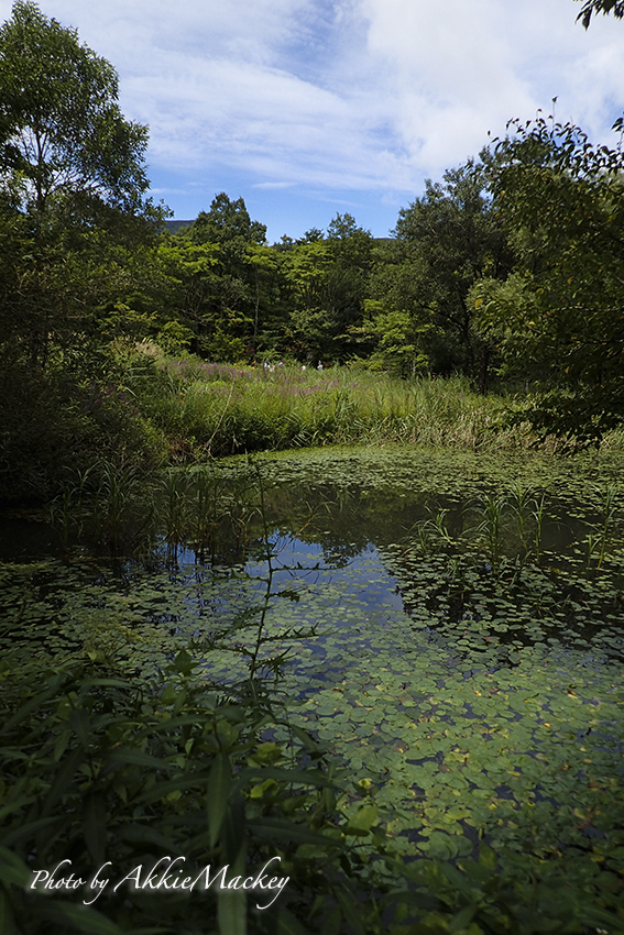 湿生花園では・・・_b0167256_23502407.jpg