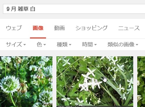 この雑草の名前は…_b0186959_10483724.jpg