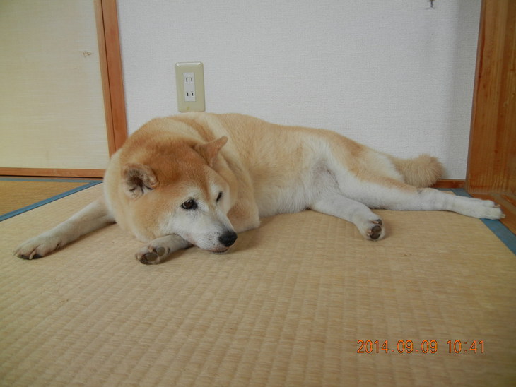 ’14,9,9(火)愛ちゃん、今日も生きてます!_f0060461_1103327.jpg
