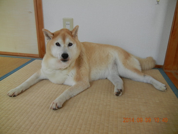 ’14,9,9(火)愛ちゃん、今日も生きてます!_f0060461_1105615.jpg